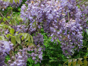  Glicynia chińska (Wisteria chinensis) Blue Sapphire zdjęcie 3