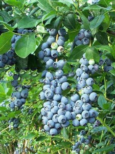 Borówka amerykańska Sierra c2 zdjęcie 7