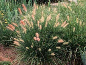 Trawa rozplenica japońska (Pennisetum) piórkówka Hameln zdjęcie 8