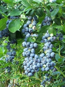 Borówka amerykańska Bluecrop foto 7