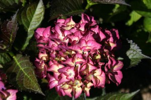 Hortensja ogrodowa (Hydrangea) Red Angel zdjęcie 7