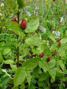 Kielichowiec wonny czerwony (Calycanthus) zdjęcie 6