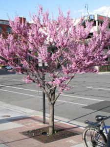Judaszowiec kanadyjski (Cercis canad.) c1 zdjęcie 6
