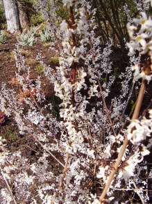 Abeliofylum koreańskie (Abeliophyllum distichum) zdjęcie 7