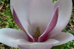 Magnolia Fragrant Cloud c3 zdjęcie 8