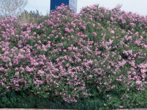 Bez -  lilak (Syringa) Palibin pachnący zdjęcie 7