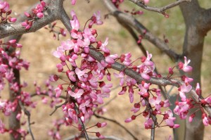 Judaszowiec kanadyjski (Cercis canadensis) Ruby Falls c5 zdjęcie 6