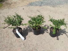 Prusznik niebieski Julia Phelps (Ceanothus) - sadzonka 3