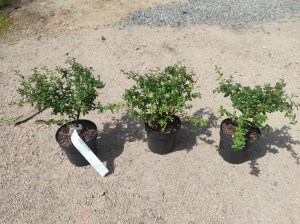 Prusznik niebieski Julia Phelps (Ceanothus) - sadzonka 3