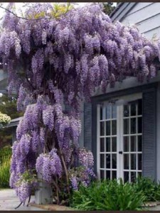 Glicynia chińska (Wisteria chinensis) Prolific zdjęcie 6