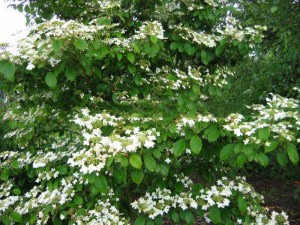 Kalina japońska (Viburnum plicatum) Watanabe c3 zdjęcie 7