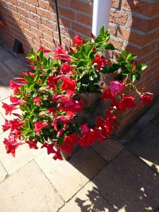 Sandewilla (Sundaville, dipladenia) Classic Red zdjęcie 4