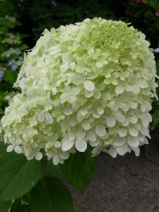 Hortensja bukietowa (Hydrangea) Rastede c3 zdjęcie 1