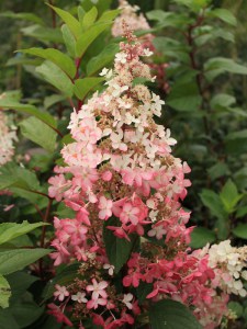 Hortensja bukietowa (Hydrangea) Pinky Winky c3 zdjęcie 7