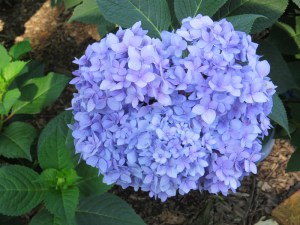 Hortensja ogrodowa (Hydrangea macrophylla) Endless Summer zdjęcie 3