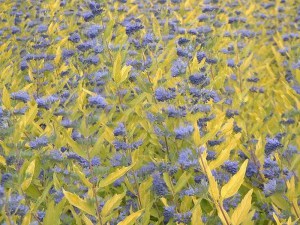 Barbula (Caryopteris) Worcester Gold 6