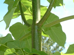Paulownia puszysta (Paulownia tomentosa) cesarskie drzewko szczęścia zdjęcie 7