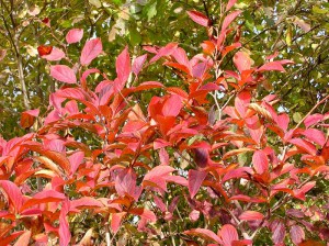 Stewarcja kameliowata (Stewartia pseudocamelia) c7,5 zdjęcie 6
