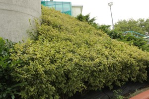 Krzewuszka (Weigela) Variegata c3 zdjęcie 8