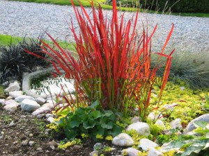 Trawa czerwona (Imperata) Red Baron zdjęcie 4