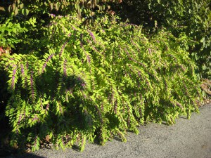 Pięknotka rozwidlona (Callicarpa dichotoma) Issai c3 zdjęcie 8