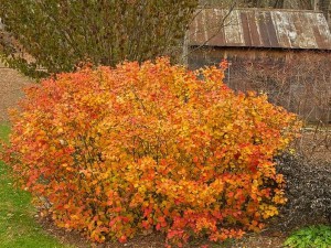 Fotergilla większa (Fothergilla major) c3 zdjęcie 9