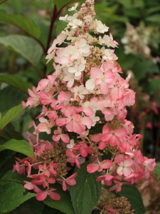Hortensja bukietowa (Hydrangea) Pinky Winky c3 zdjęcie 8