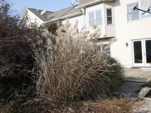 Miskant chiński (Miscanthus sinensis) Zebrinus zdjęcie 6