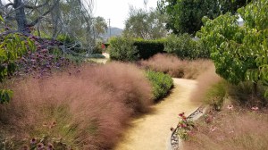 Muhlenbergia, Trawa włosowata (Muhlenbergia capilaris) zdjęcie 9
