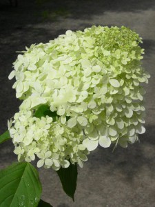 Hortensja bukietowa (Hydrangea) Rastede c3 zdjęcie 1