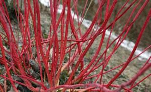 Dereń biały (Cornus alba) Elegantissima c2 zdjęcie 8