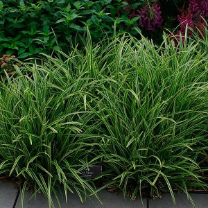 Trawa turzyca Morrowa (Carex morrowii) Ice Dance zdjęcie 7
