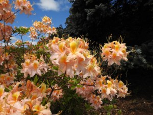 Azalia omszona (Azalea mollis) mix kolorów c1 zdjęcie 8