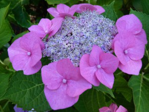 Hortensja ogrodowa (Hydrangea) Blue Sky c3 zdjęcie 8