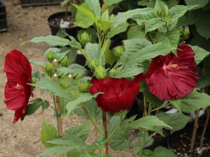 Hibiskus bylinowy (Hibiscus moscheutos) Robert Fleming zdjęcie 3