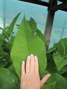 Magnolia parasolowata (Magnolia tripetala) zdjęcie 8