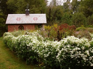 Powojnik jesienny (Clematis terniflora) Early Snow c2 zdjęcie 9