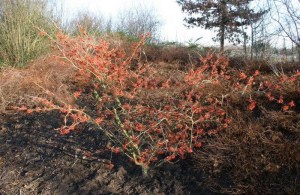 Oczar czerwony (Hamamelis intermedia) Diane c2 zdjęcie 7