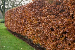 Buk pospolity (Fagus sylvatica) na żywopłot zdjęcie 9