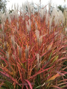 Miskant chiński (Miscanthus sinensis) Purpurascens zdjęcie 1