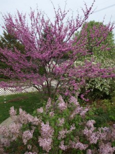 Judaszowiec kanadyjski (Cercis canadensis) c2-c3 zdjęcie 6