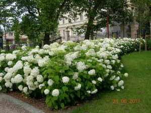 Hortensja drzewiasta (Hydrangea arbor.) Annabelle c3 zdjęcie 9