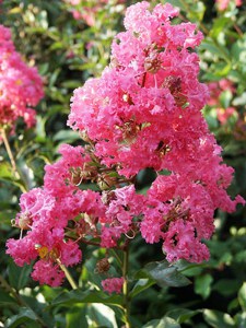 Lagerstremia indyjska (Lagerostroemia indica) zdjęcie 9