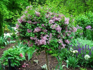 Bez -  lilak (Syringa) Palibin c3 zdjęcie 8