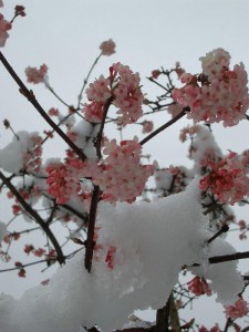 Kalina bodneńska (Viburnum bodnanense) Dawn c2 zdjęcie 9