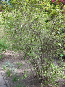 Kielichowiec wonny (Calycanthus floridus) c5 zdjęcie 7