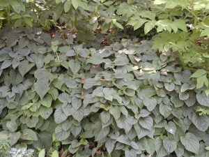 Przywarka japońska (Schizophragma) Moonlight  - pnącze do cienia zdjęcie 7