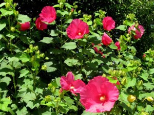 Hibiskus bylinowy (Hibiscus) Southern Belle zdjęcie 7