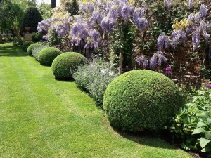 Bukszpan (Buxus sempervirens) c2 zdjęcie 9