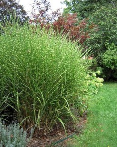 Miskant chiński (Miscanthus chinensis) Little Zebra zdjęcie 9